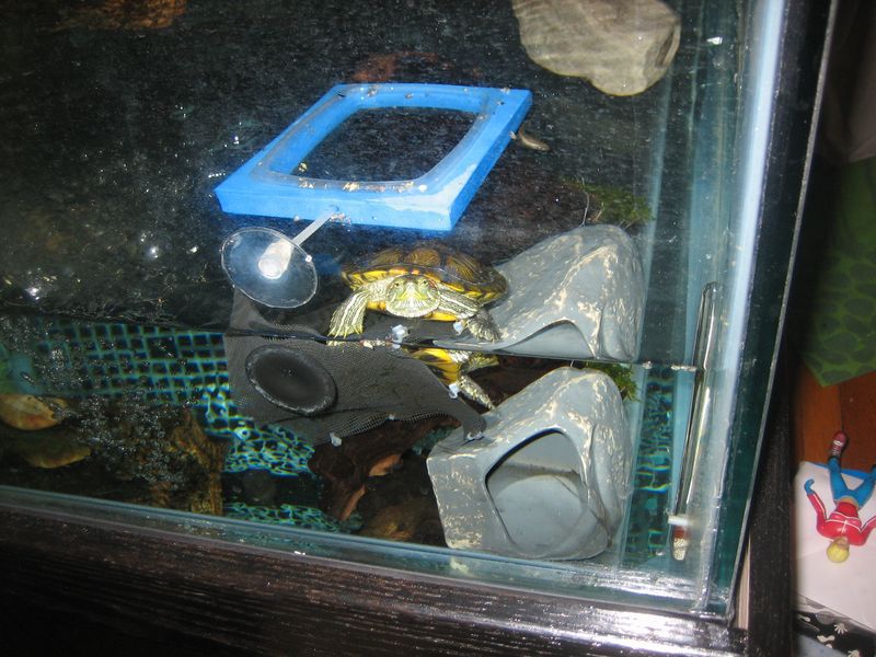 My Gallon Pet Turtle Tank As First Set Up Turtles And