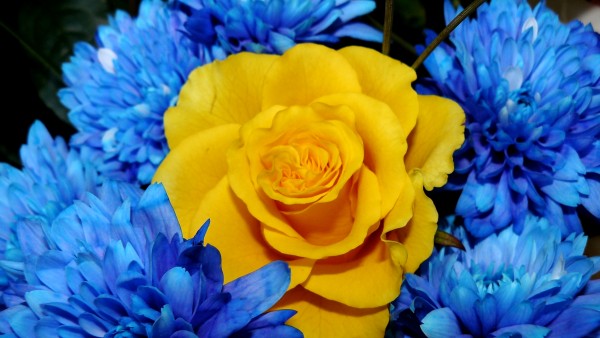 Wallpaper Yellow Rose Among Blue Flowers HD