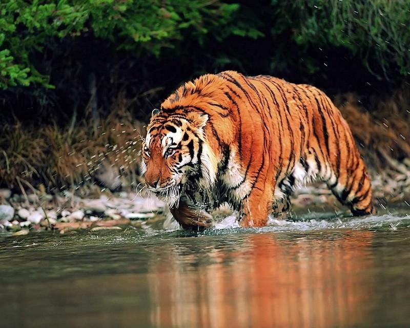 Wild Tiger Animal Walks In Water HD Wallpaper StylishHDw