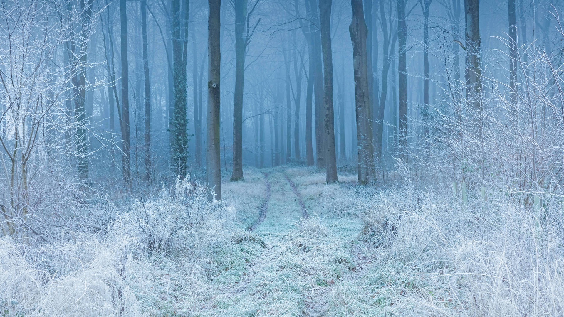 Winter Aesthetic Wallpaper