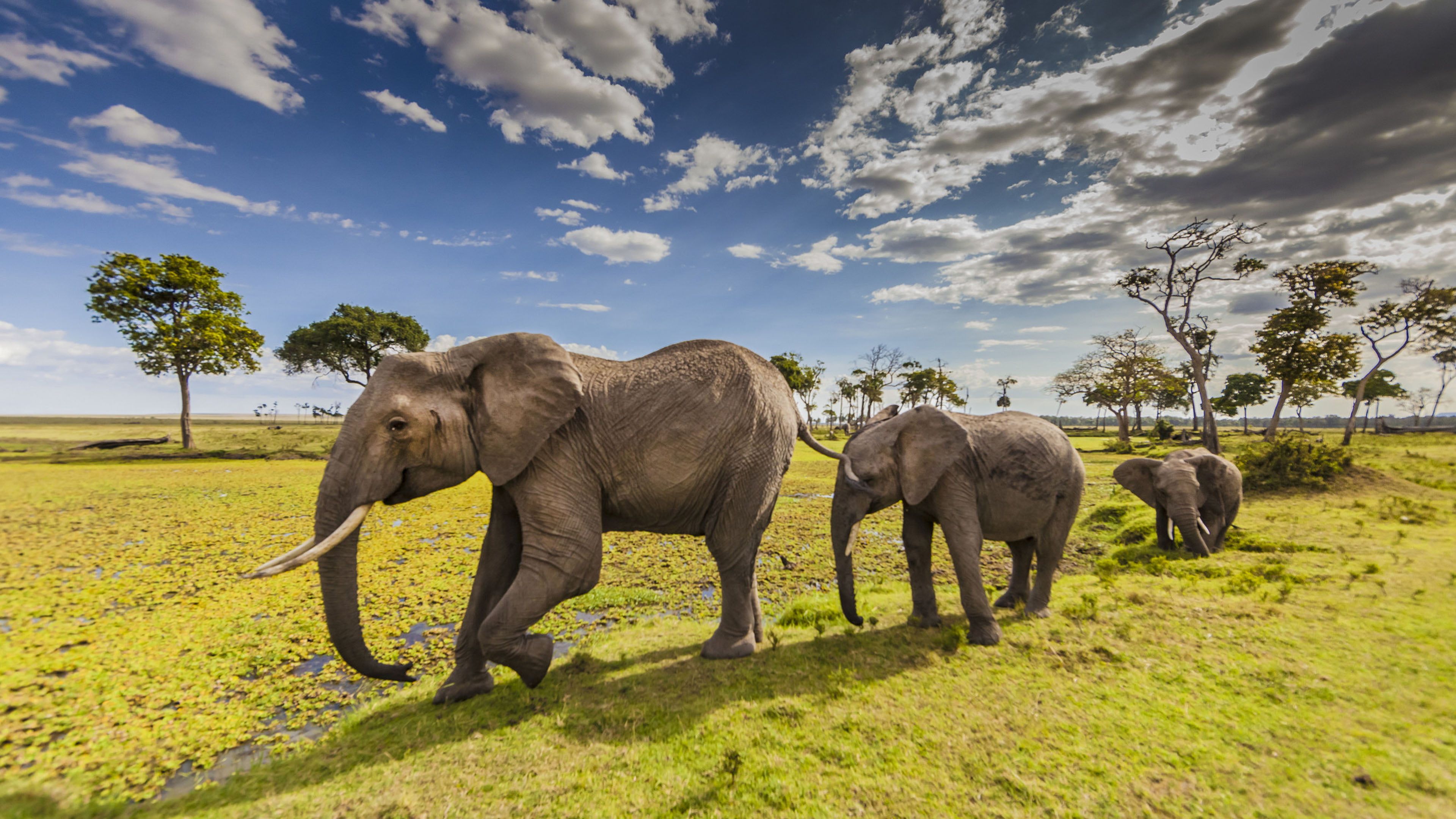Animals Elephants In Maasai Mara County Park Kenya Desktop HD