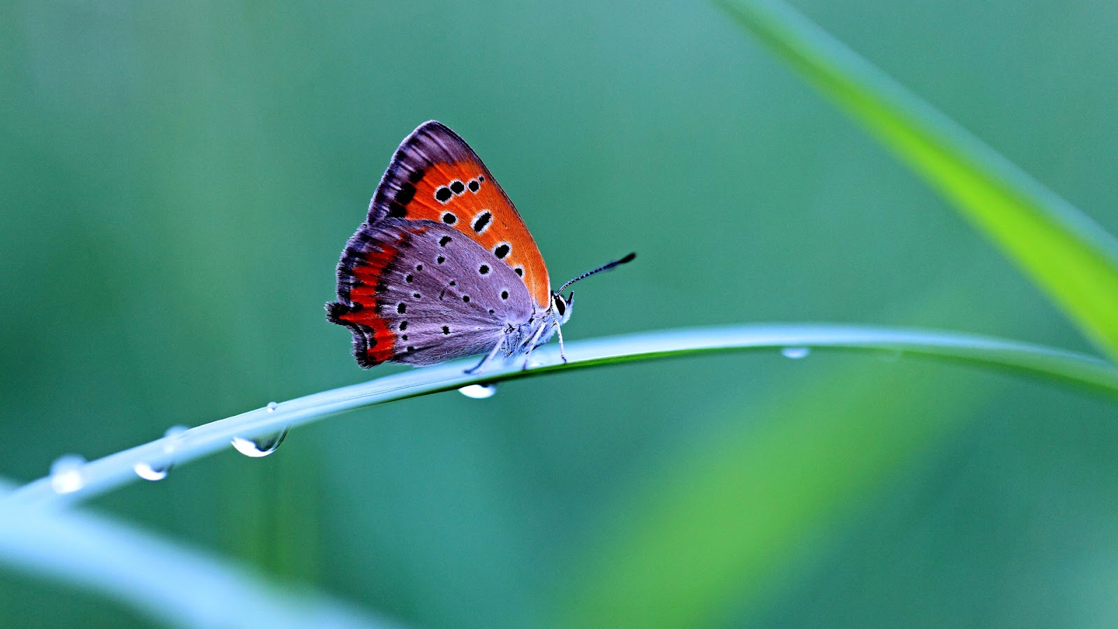 butterfly natural wallpapers peacock wallpapers free natural birds