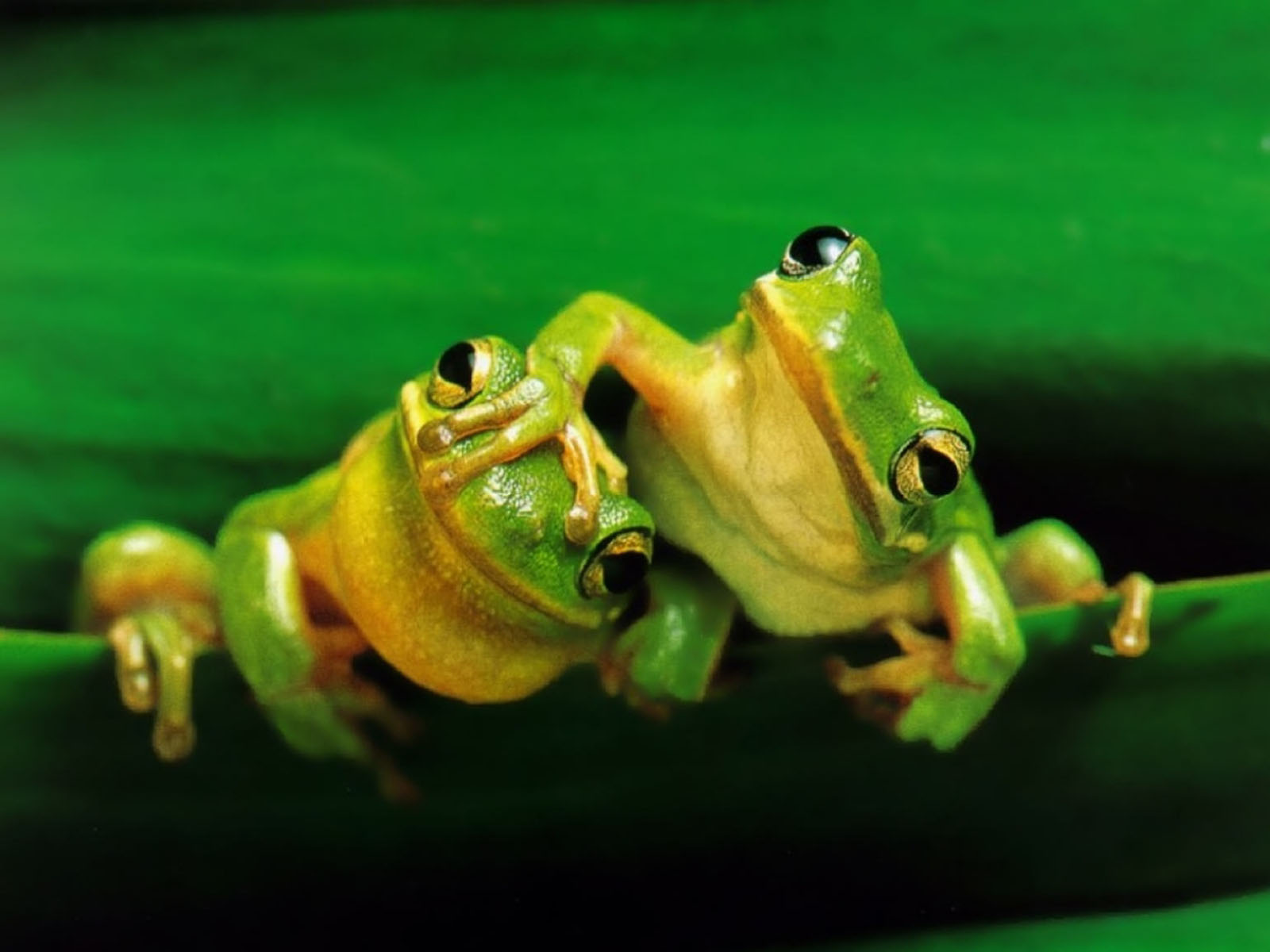 Funny Frogs Wallpapers 1600x1200