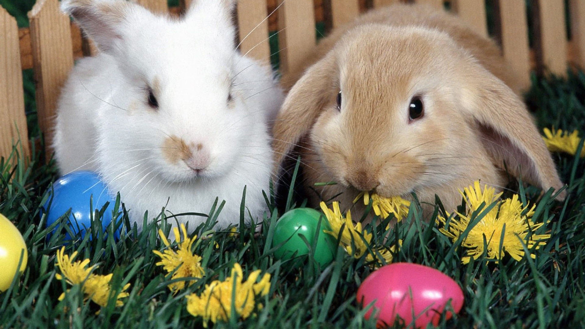 Pics Photos   Easter Bunny Background Hd Wallpapers