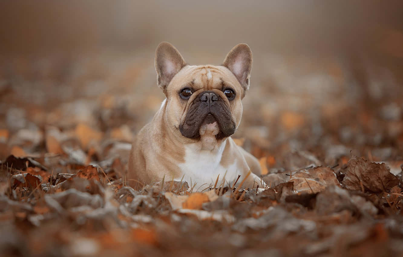 French Bulldog Wallpaper Art