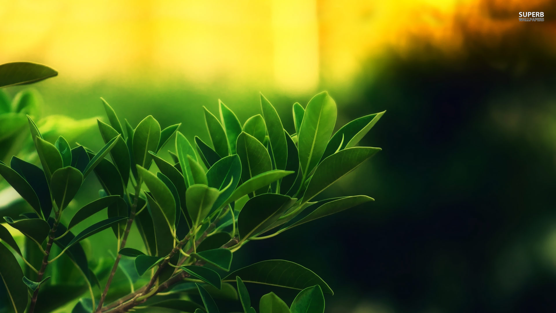 Green Leaf Wallpaper HD
