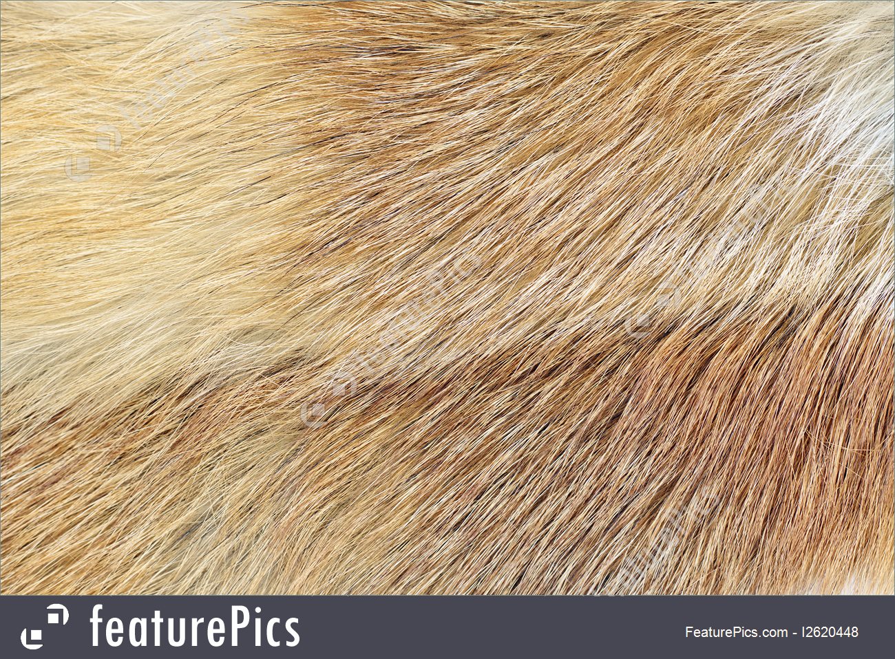 Mink Mustela Lutreola Fur Background