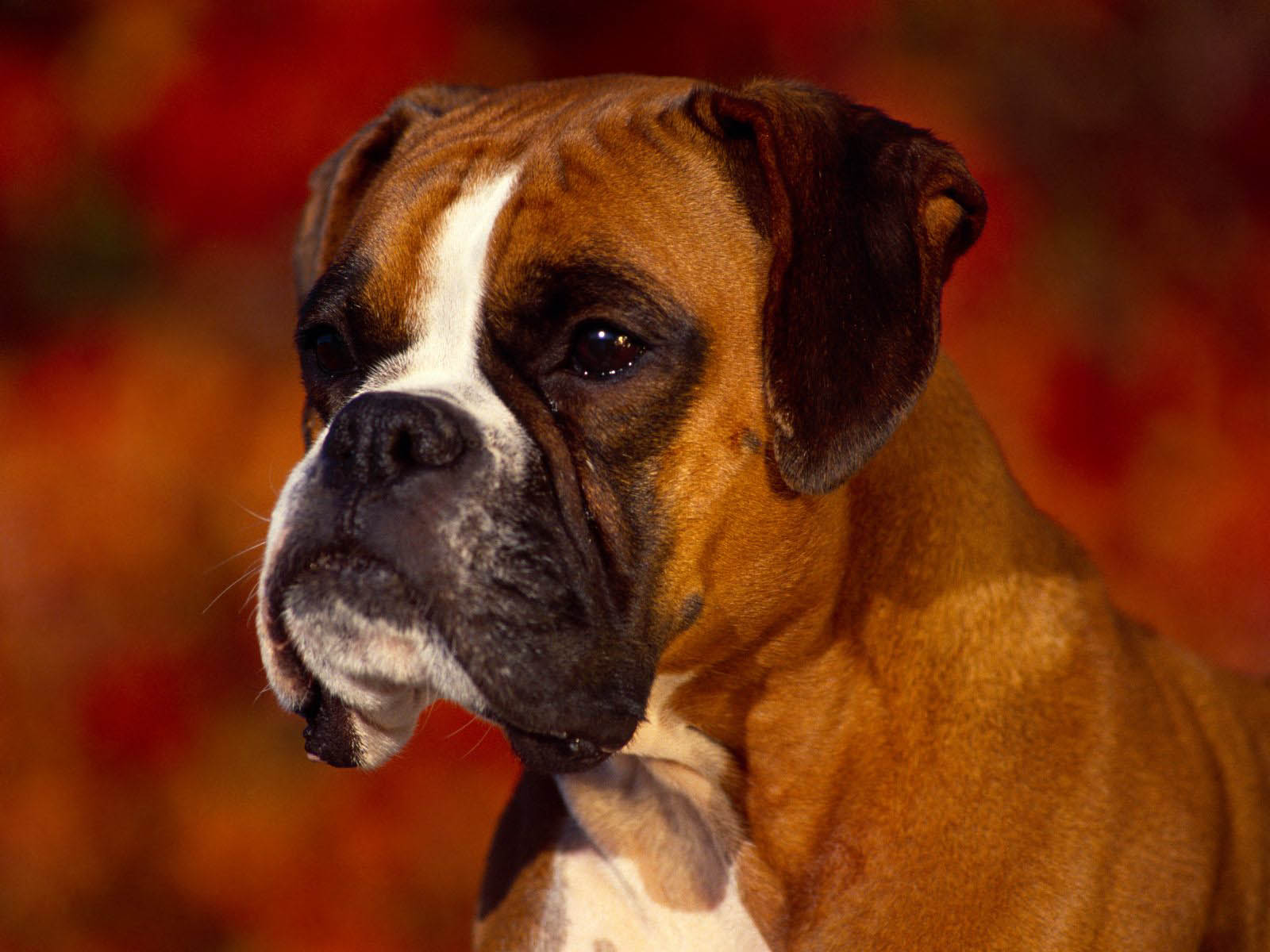 Tag Boxer Dog Wallpaper Image Photos Pictures And Background