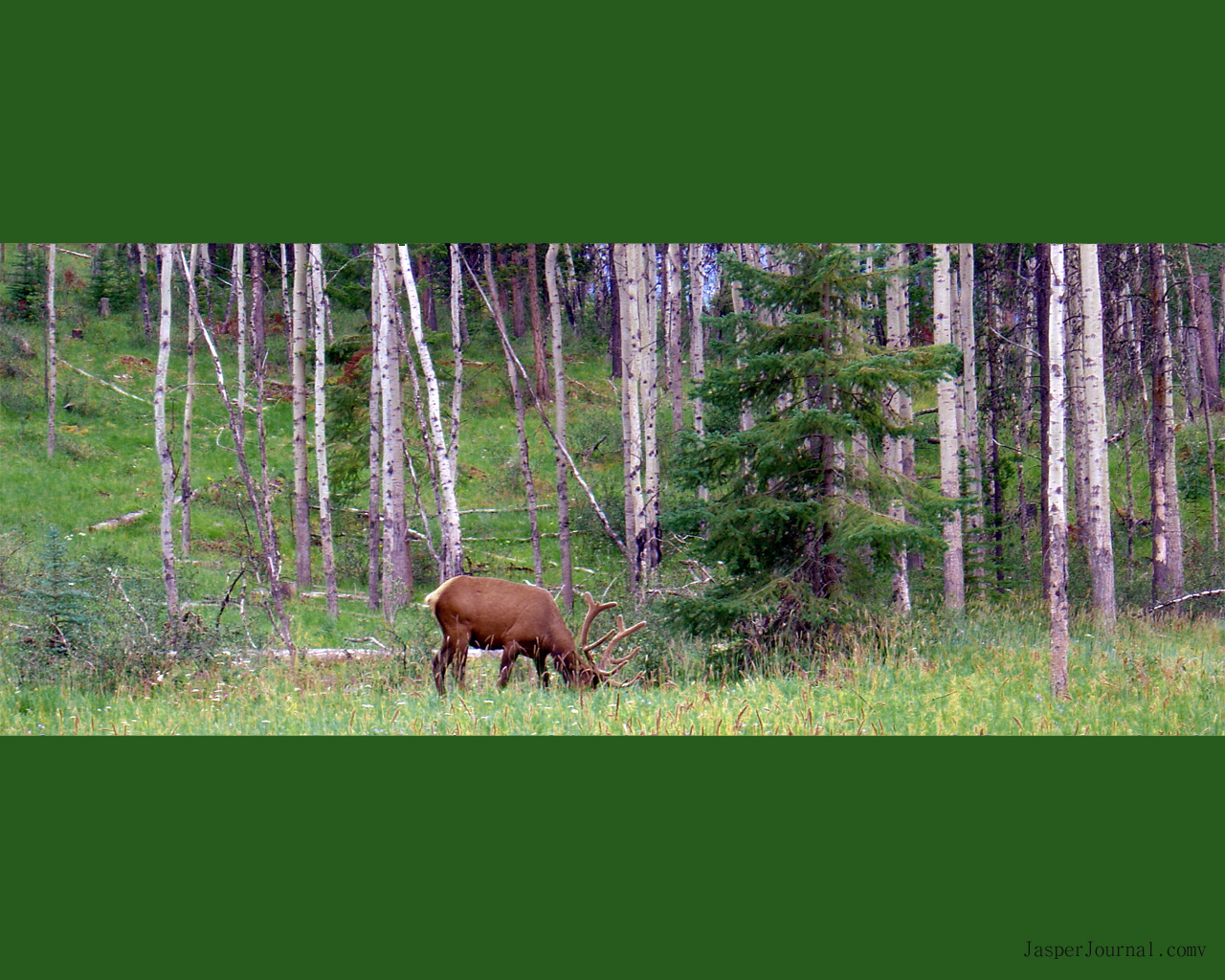 National Park Alberta Canada Picture As Desktop Wallpaper