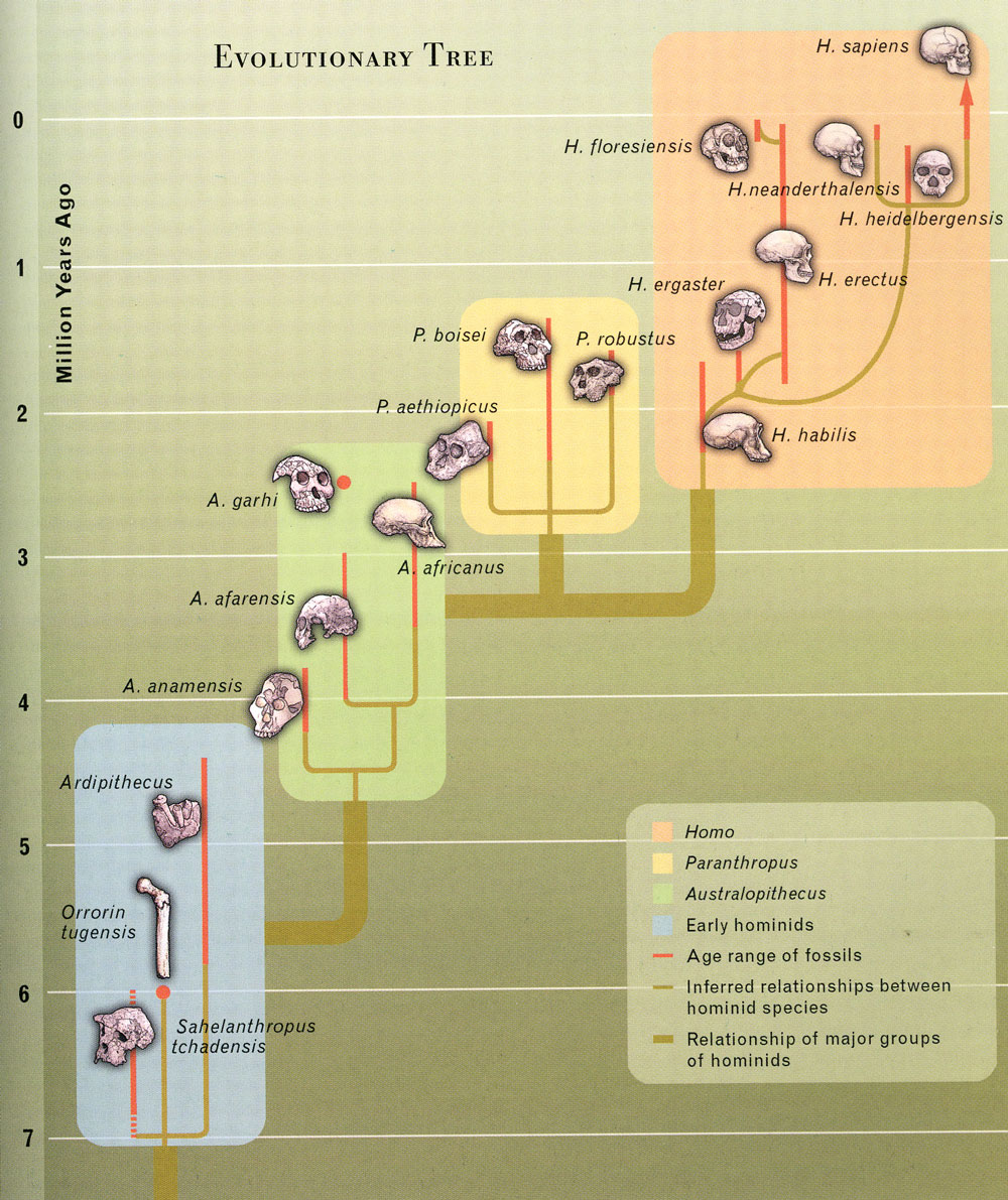 Human Evolution Tree Evolution wallpaper