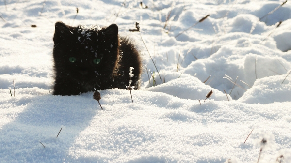 Winter Snow Black Cats Cat Wallpaper Desktop