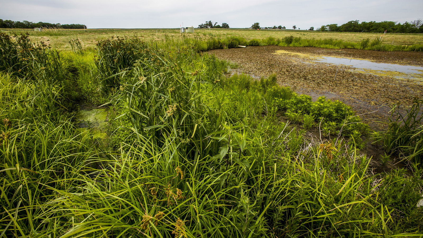 Building Wetlands For Clean Drinking Water Cool Green Science