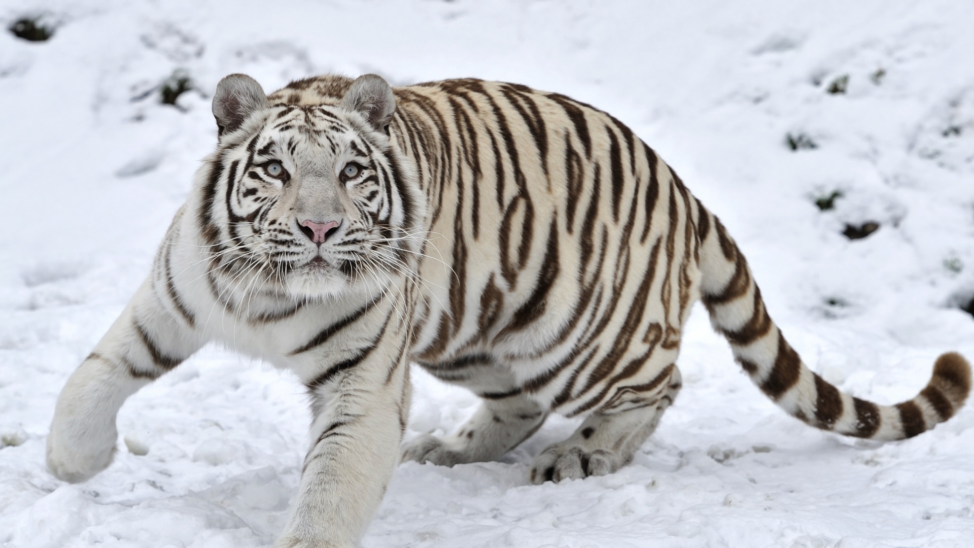 Wallpaper Tiger Albino Snow Winter Full HD 1080p