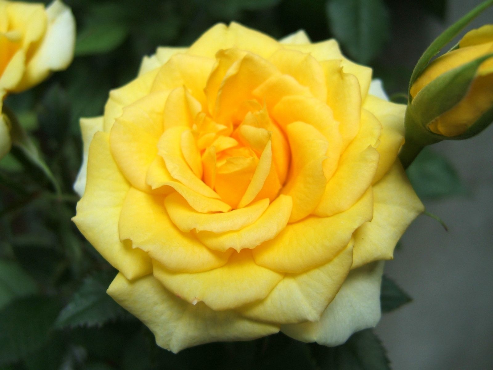 Yellow Rose Image Wallpaper HD Pictures