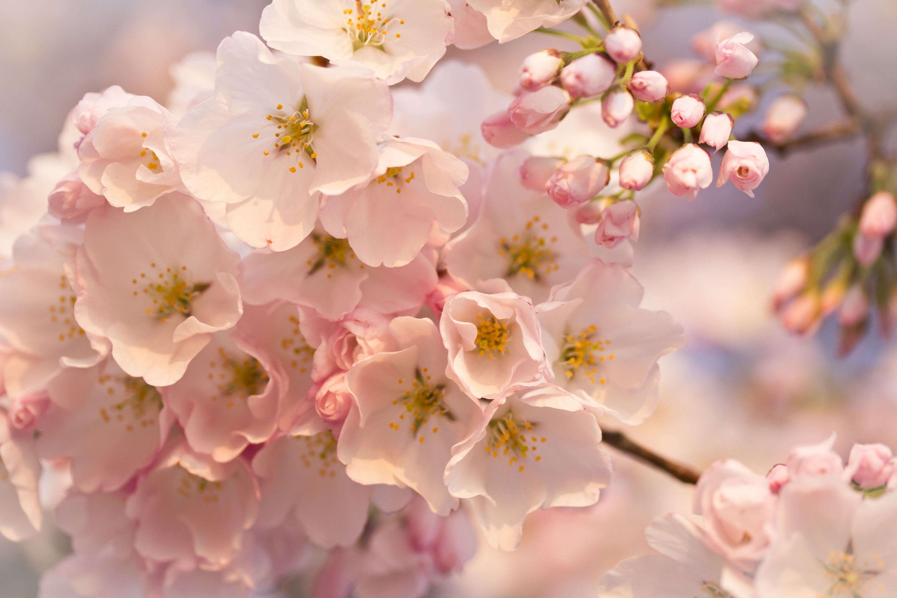 Close-up of delicate pink cherry blossoms in bloom, showcasing the intricate details of the petals and stamens. The soft, pastel colors create a dreamy and romantic atmosphere