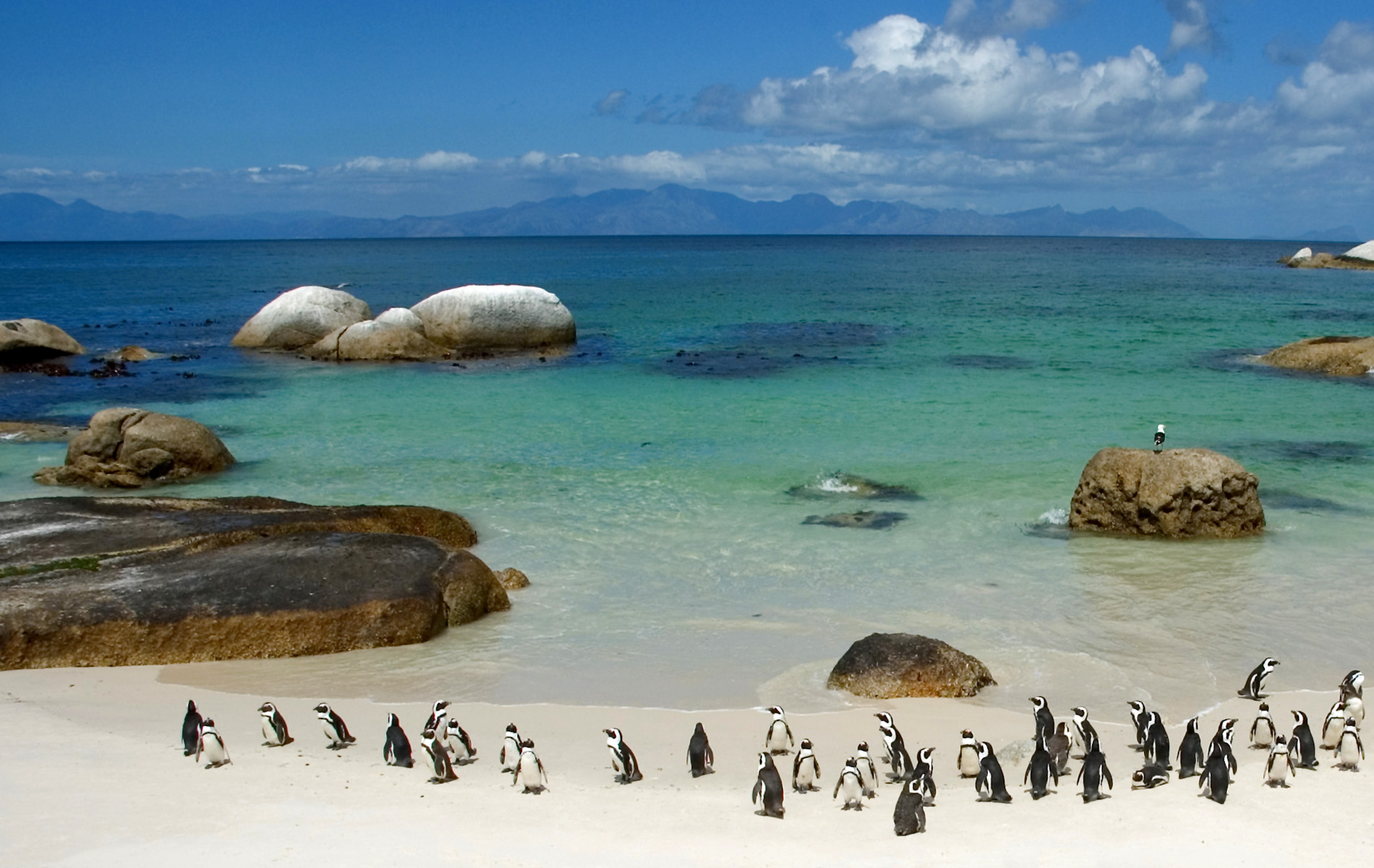 Penguins On Boulder Beach South Africa Wallpaper