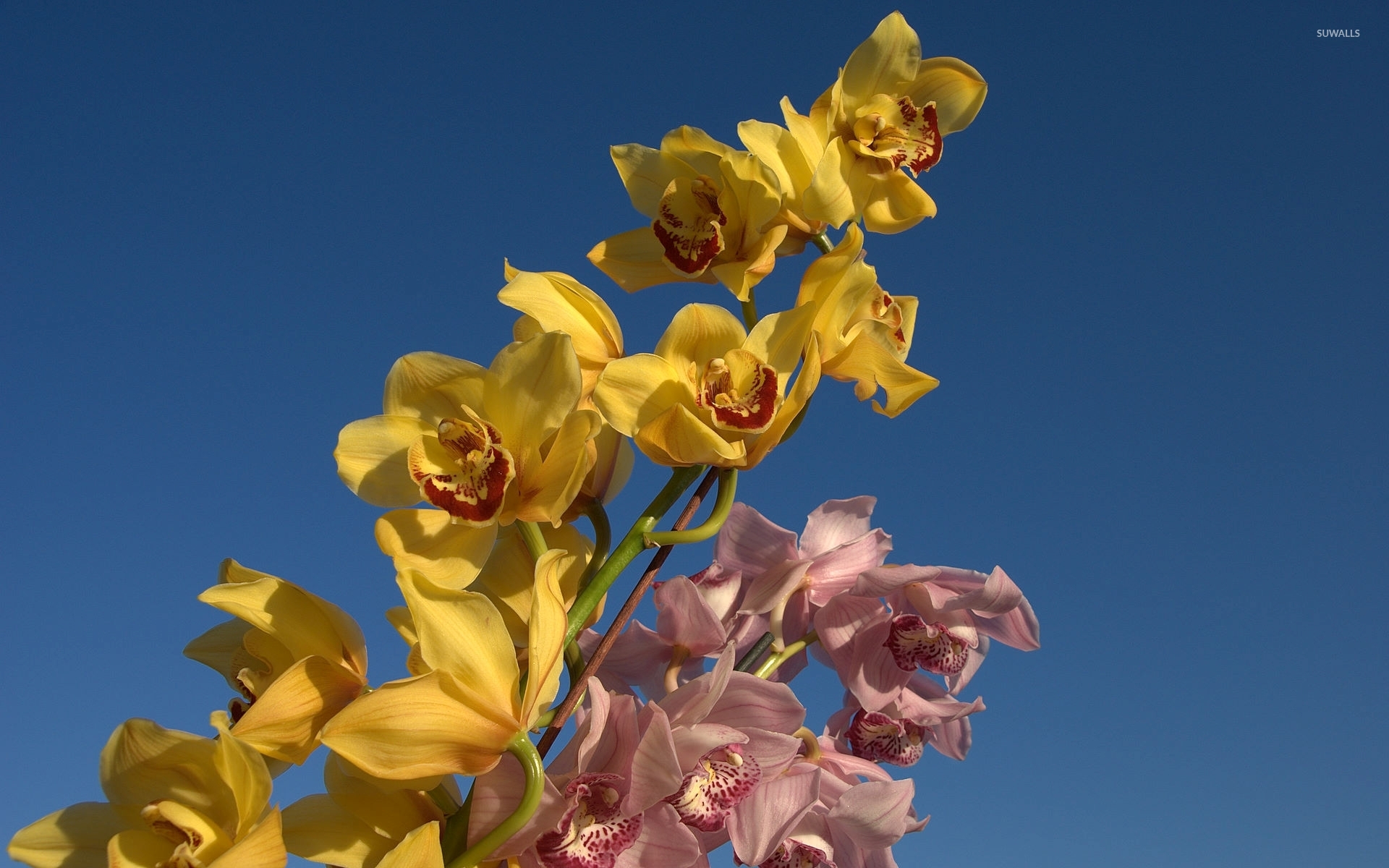 Pink And Yellow Orchids Wallpaper Flower