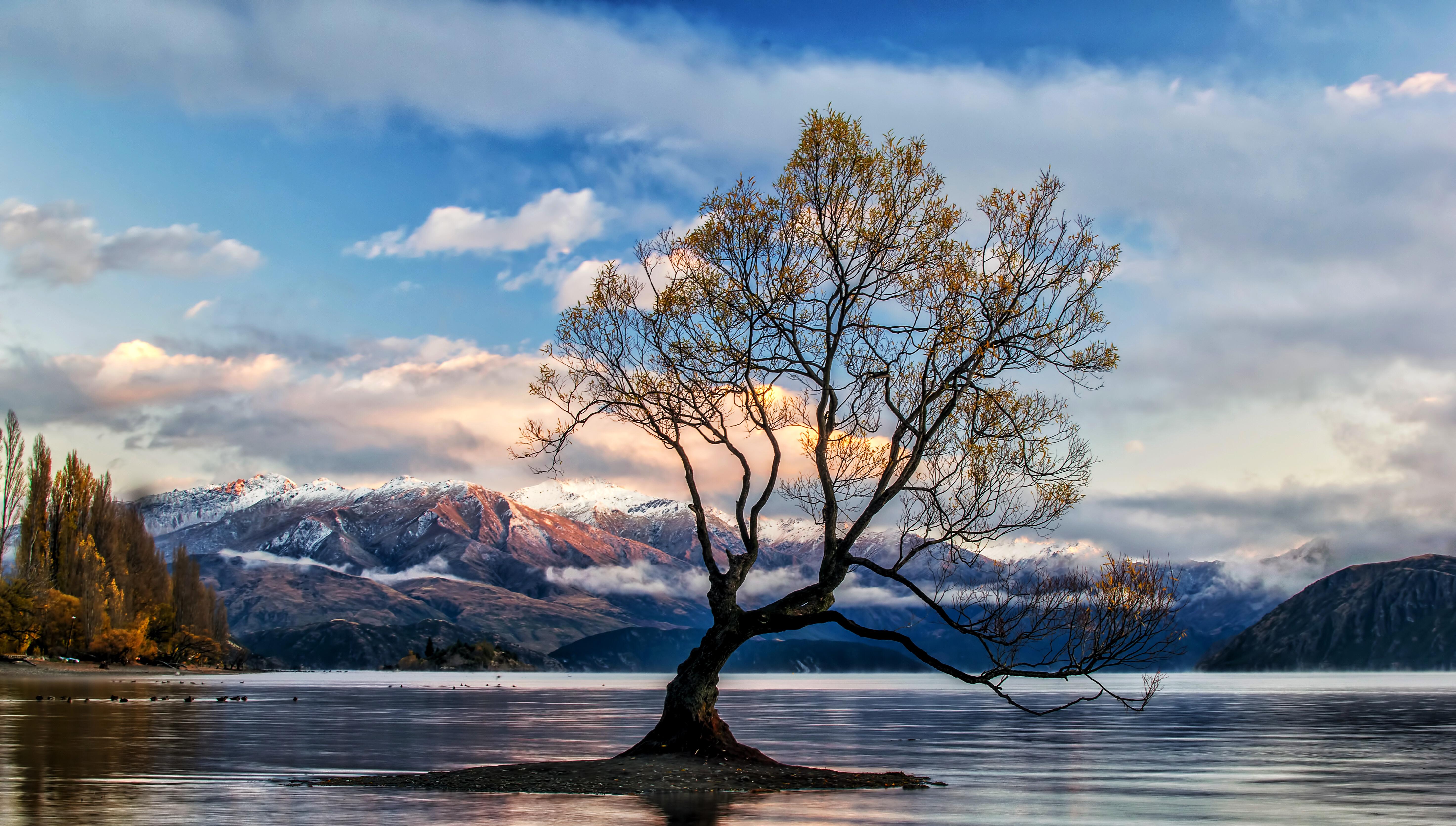 That W Naka Tree Lake Otago New Zealand
