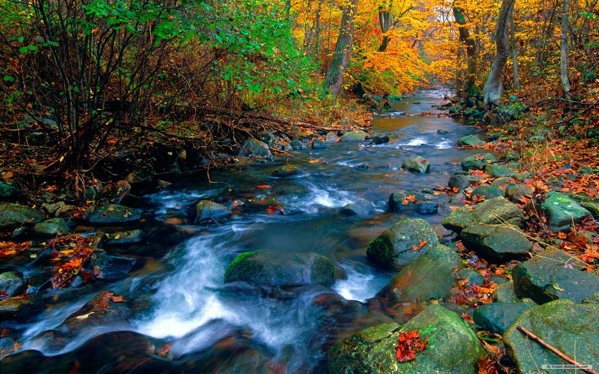 A picturesque stream flows through an autumnal forest, the water cascading over mossy rocks as colorful leaves drift along the current
