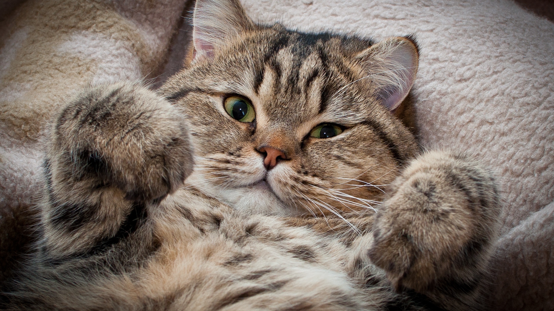 Wallpaper Cat Muzzle Thick Fluffy Full HD 1080p