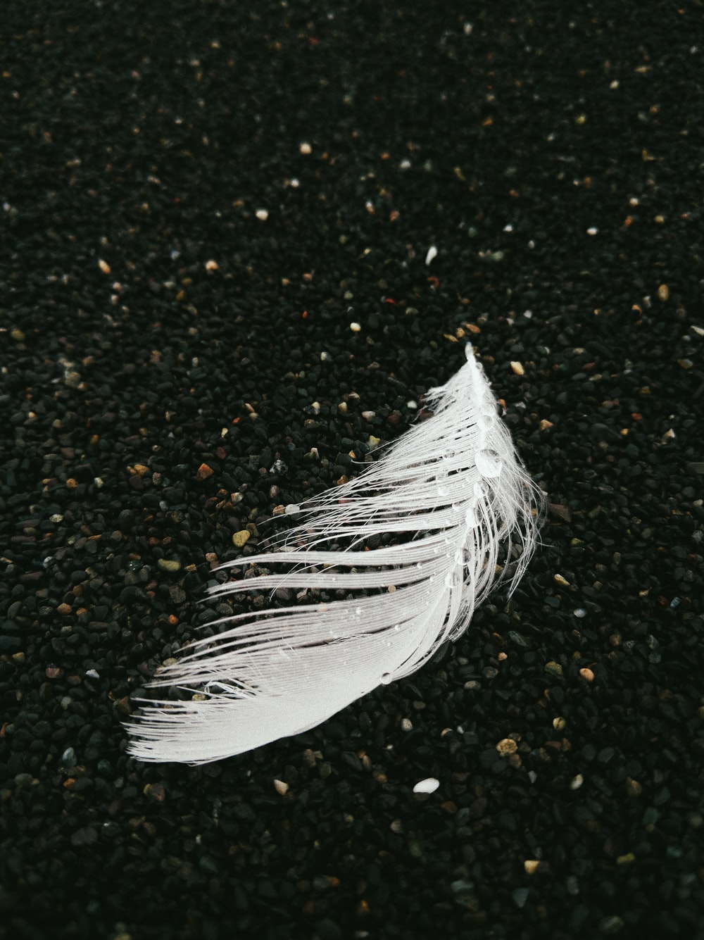 White Feather Pictures Image