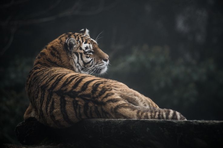 Tiger Wild Cat Predator Profile Recreation Fur Stripes Wallpaper