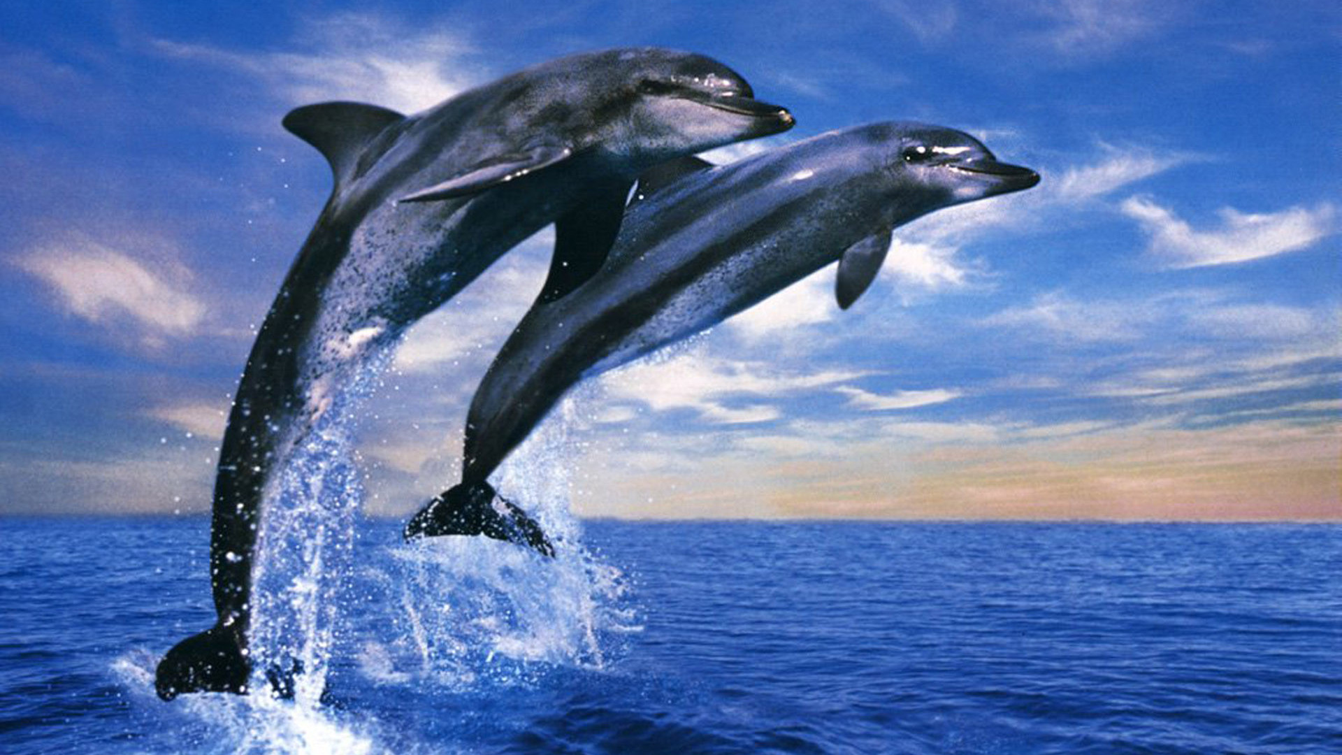 Dolphin HD Wallpaper