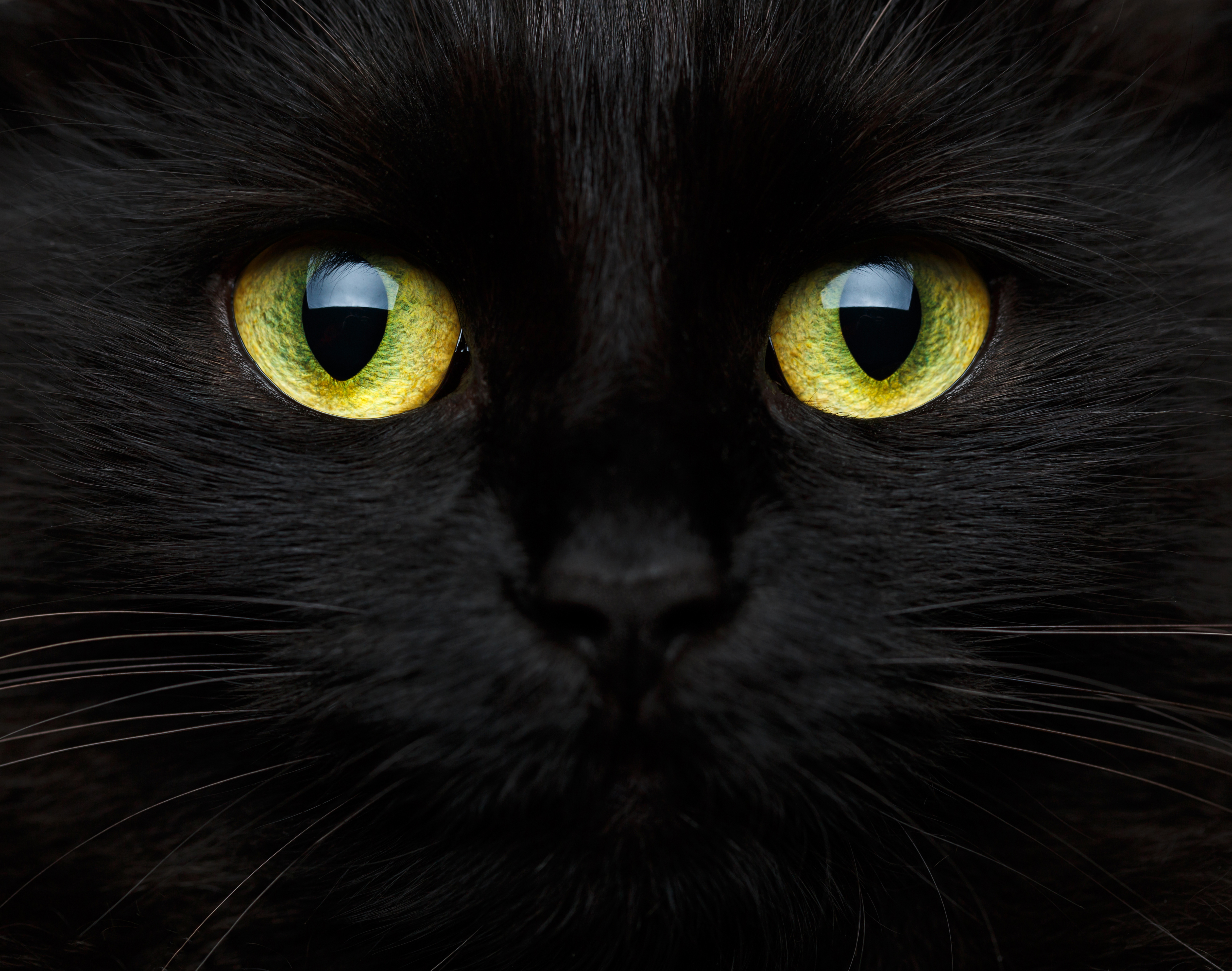 Black Cat Background Gallery Yopriceville High Quality Image