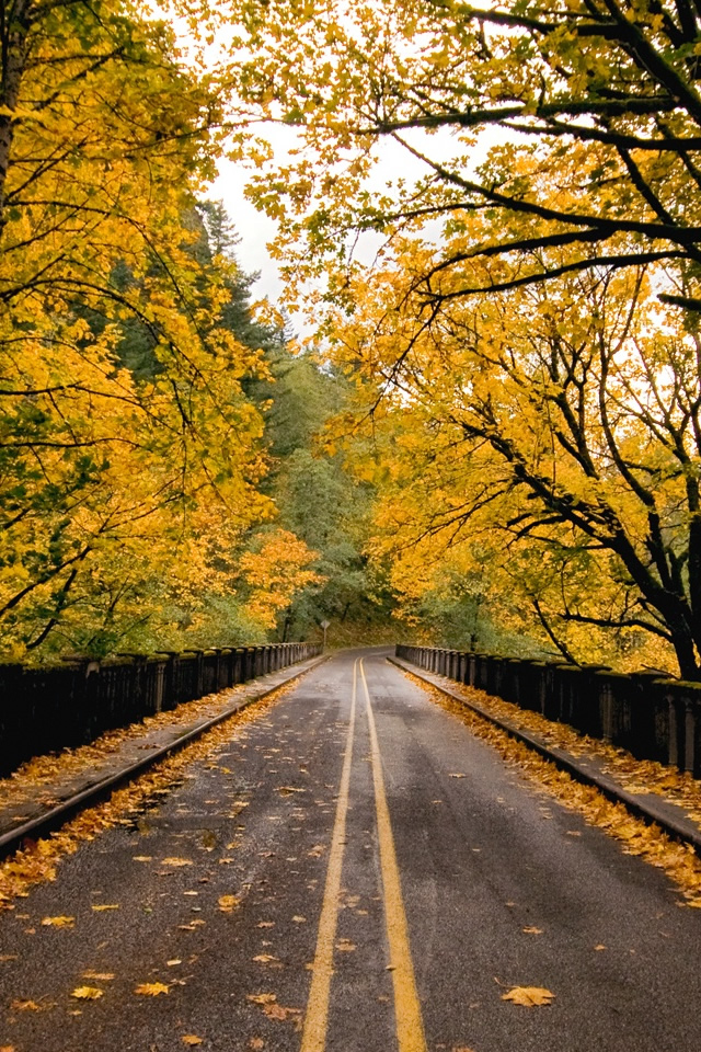 Autumn Road iPhone 4s Wallpaper iPad