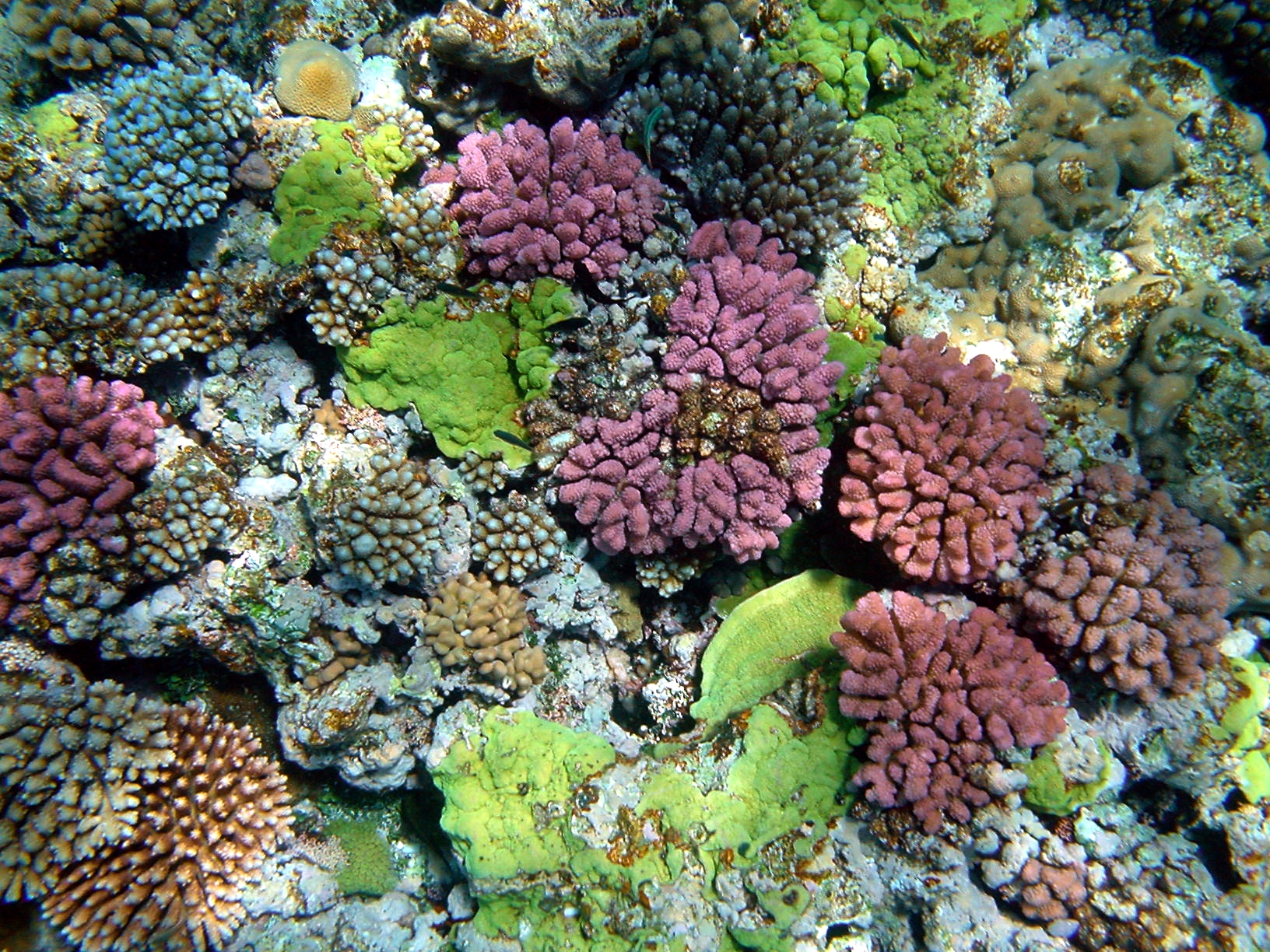 🔥 [41+] Colorful Coral Reef Wallpaper | WallpaperSafari