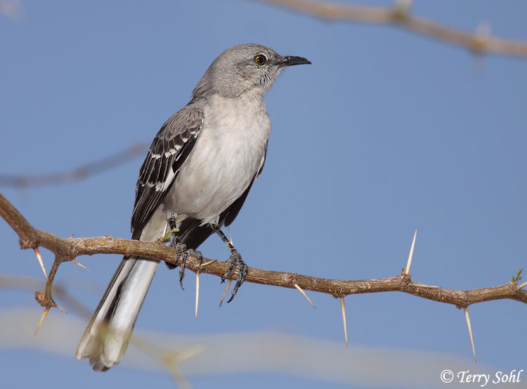 Northern Mockingbird Photo Photograph Picture Wallpaper S