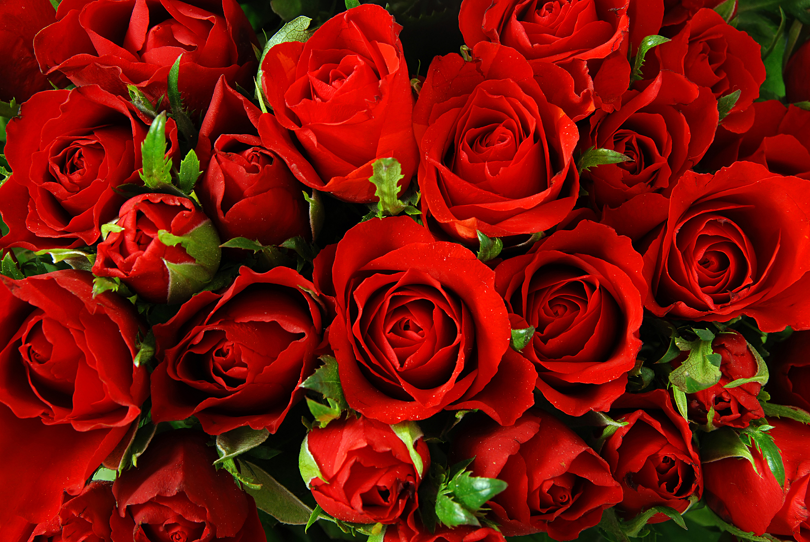 In Bigstock Red Roses Background Natural Paid