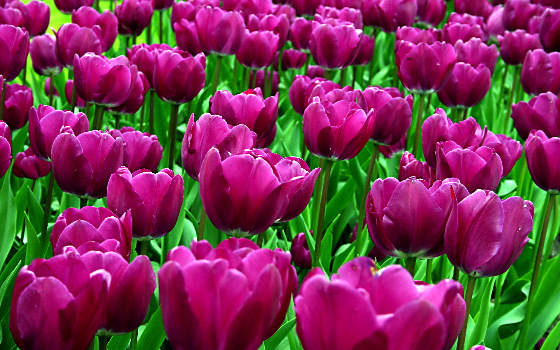 Purple Tulips Desktop Wallpaper
