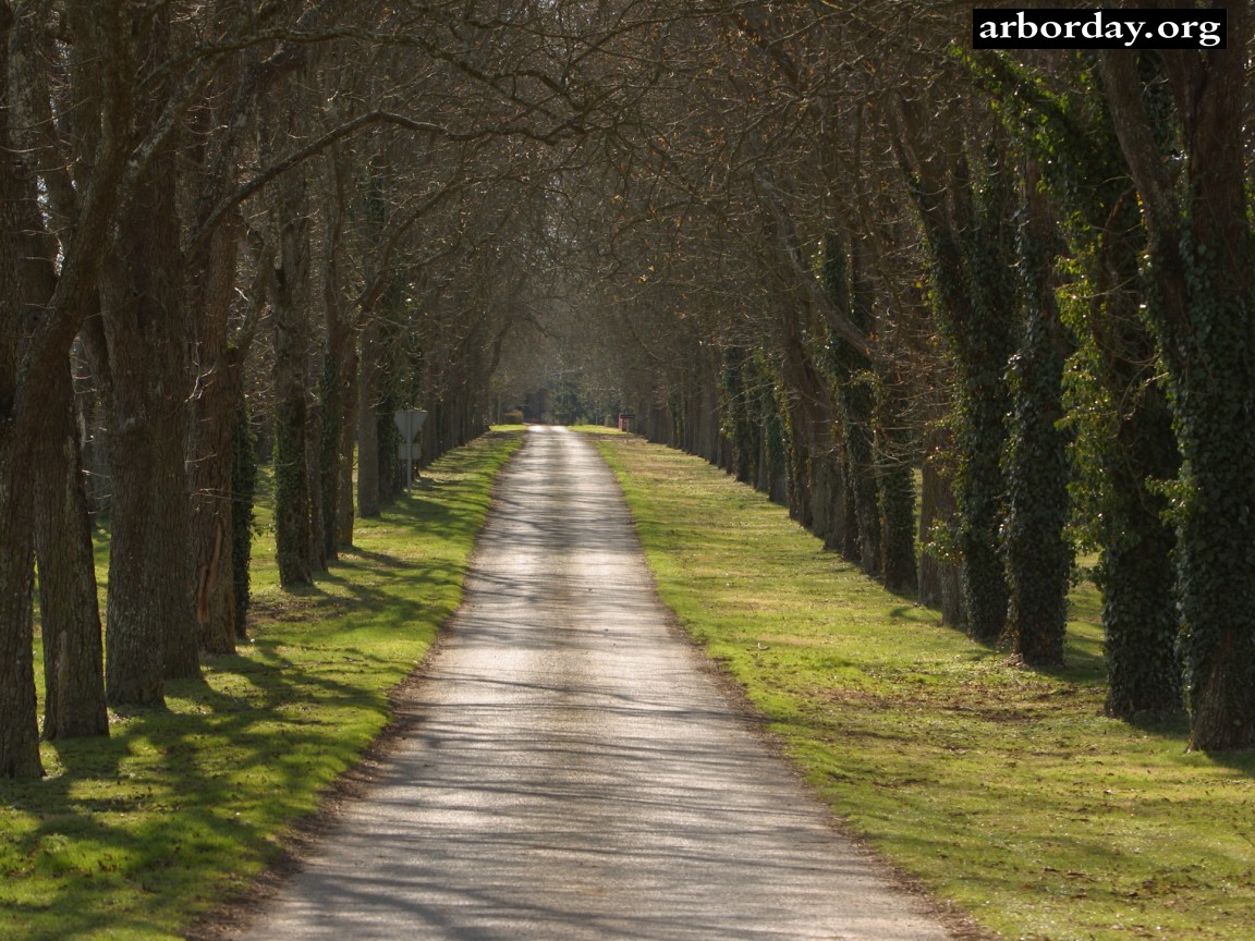 Country Lanes Wallpaper And Screensavers From Arborday Org