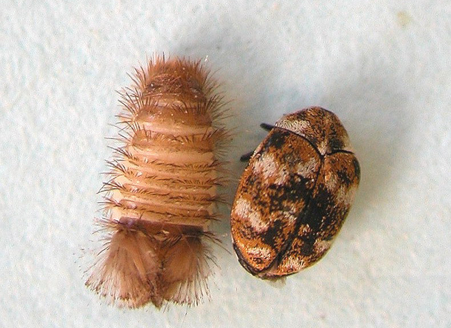 Identifying And Controlling Clothes Moths Carpet Beetles Silver Sh Wallpaper