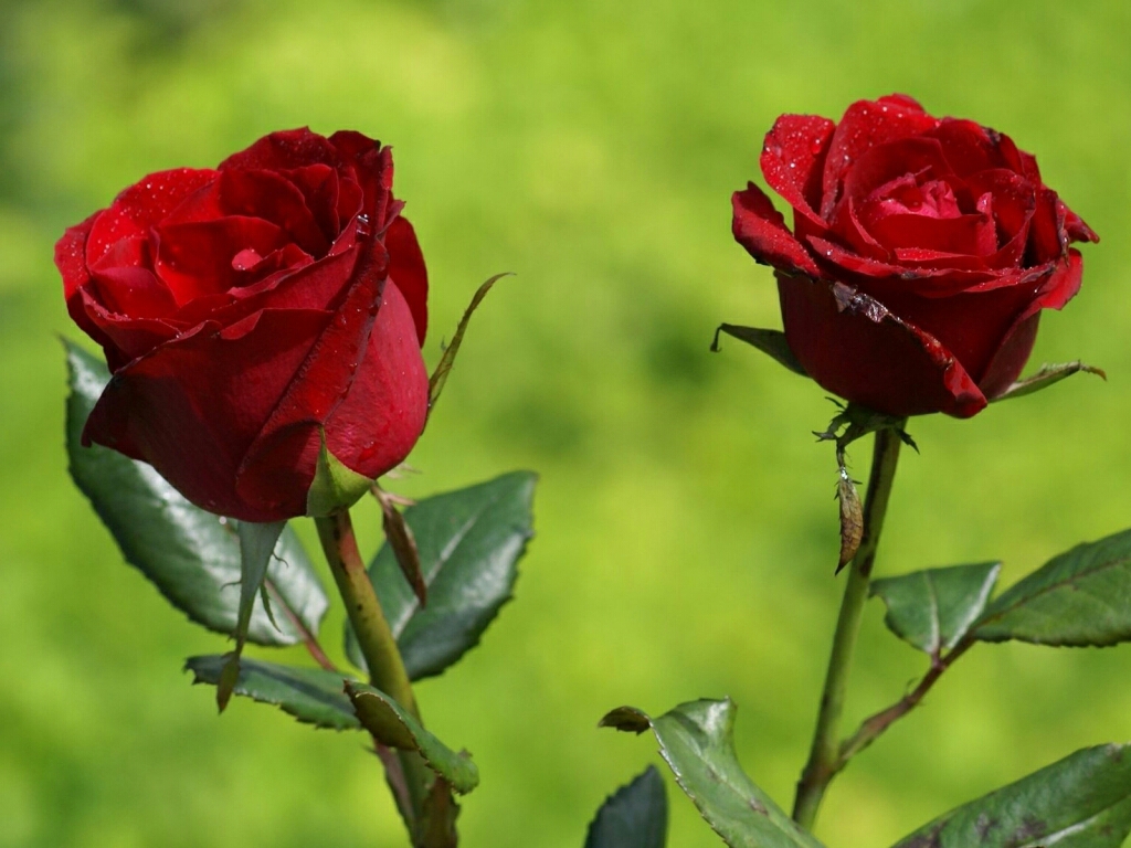 Flowers For Flower Lovers Beautiful Rose