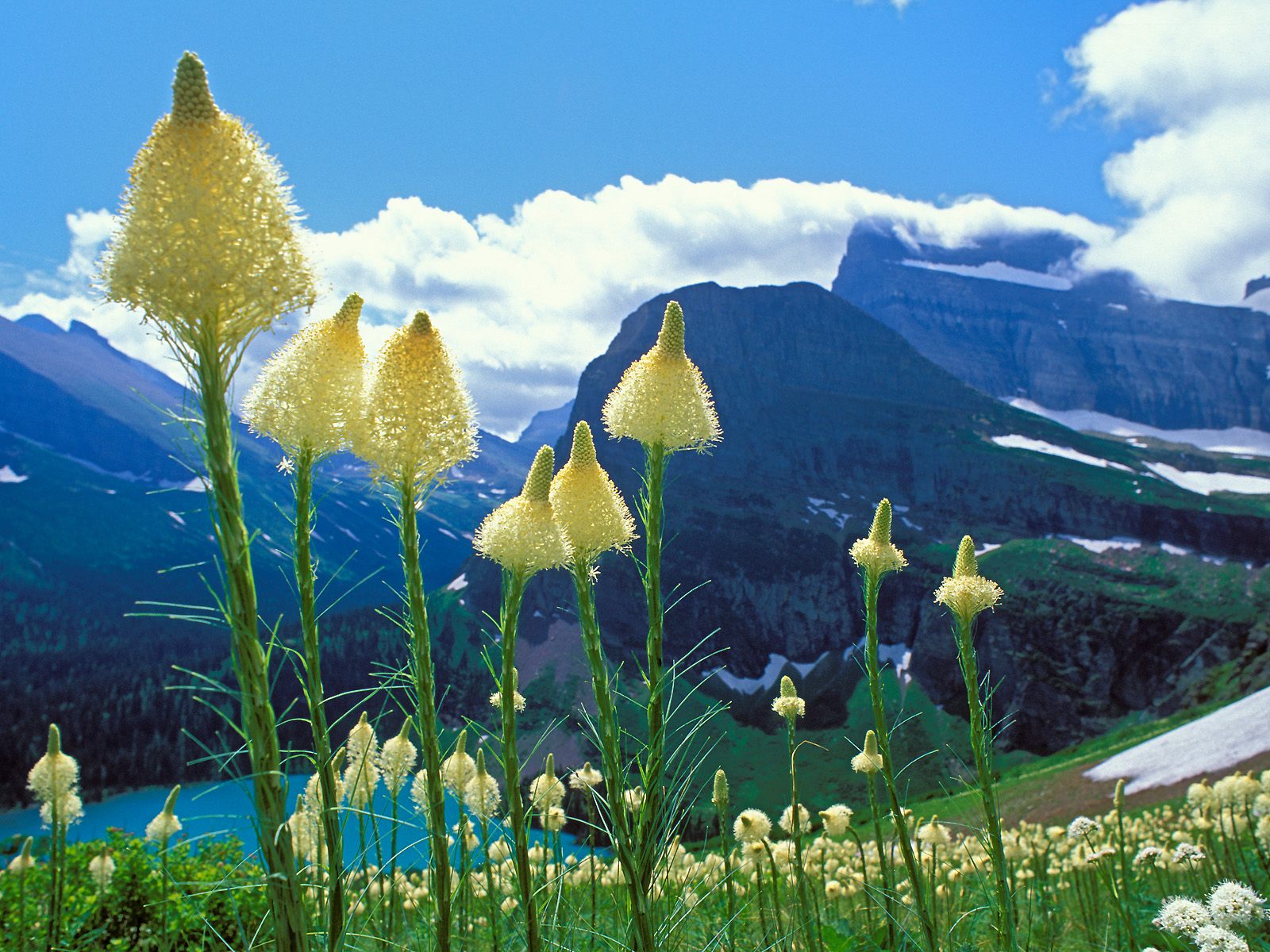 Nature Flower Wallpaper