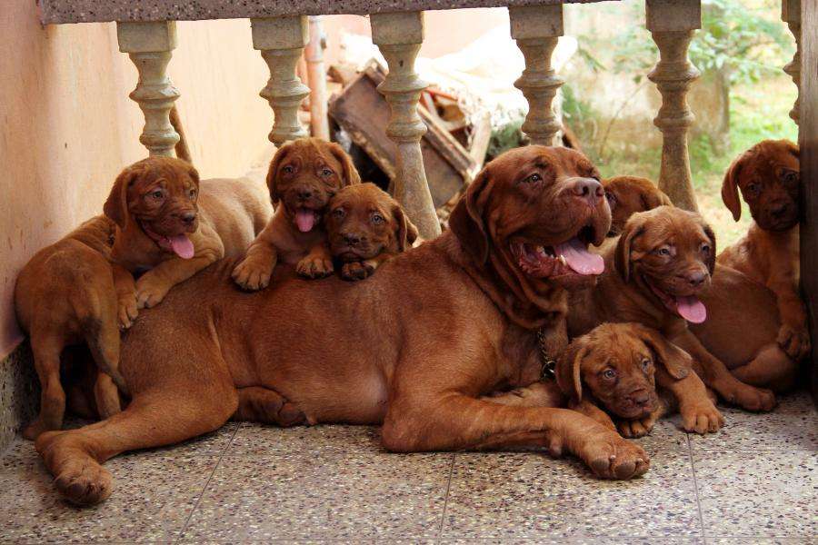 Mastiff Puppies HD Wallpaper