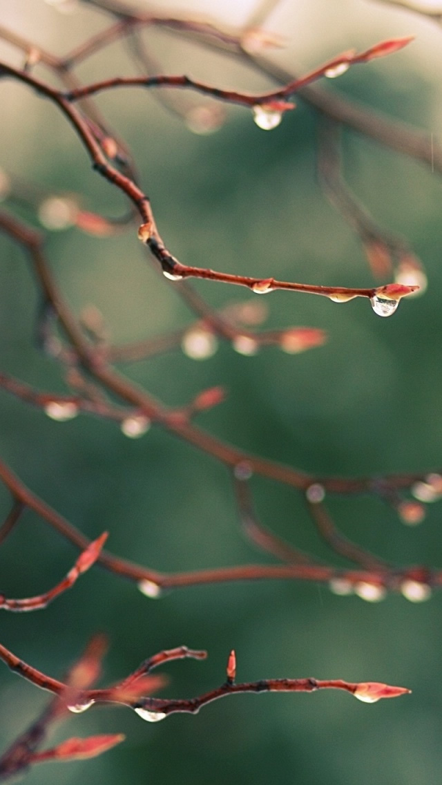Water Drops Spring iPhone 5s Wallpaper Download iPhone Wallpapers