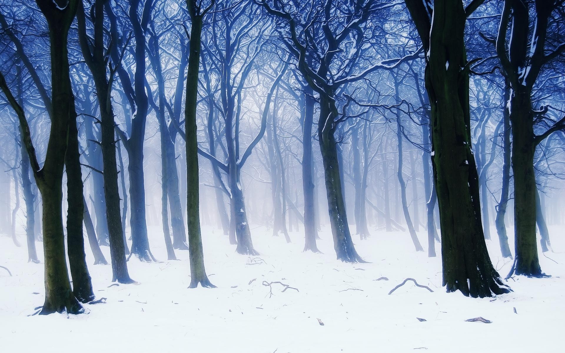 Cold Fog Landscapes HD Wallpaper Trees Artistic
