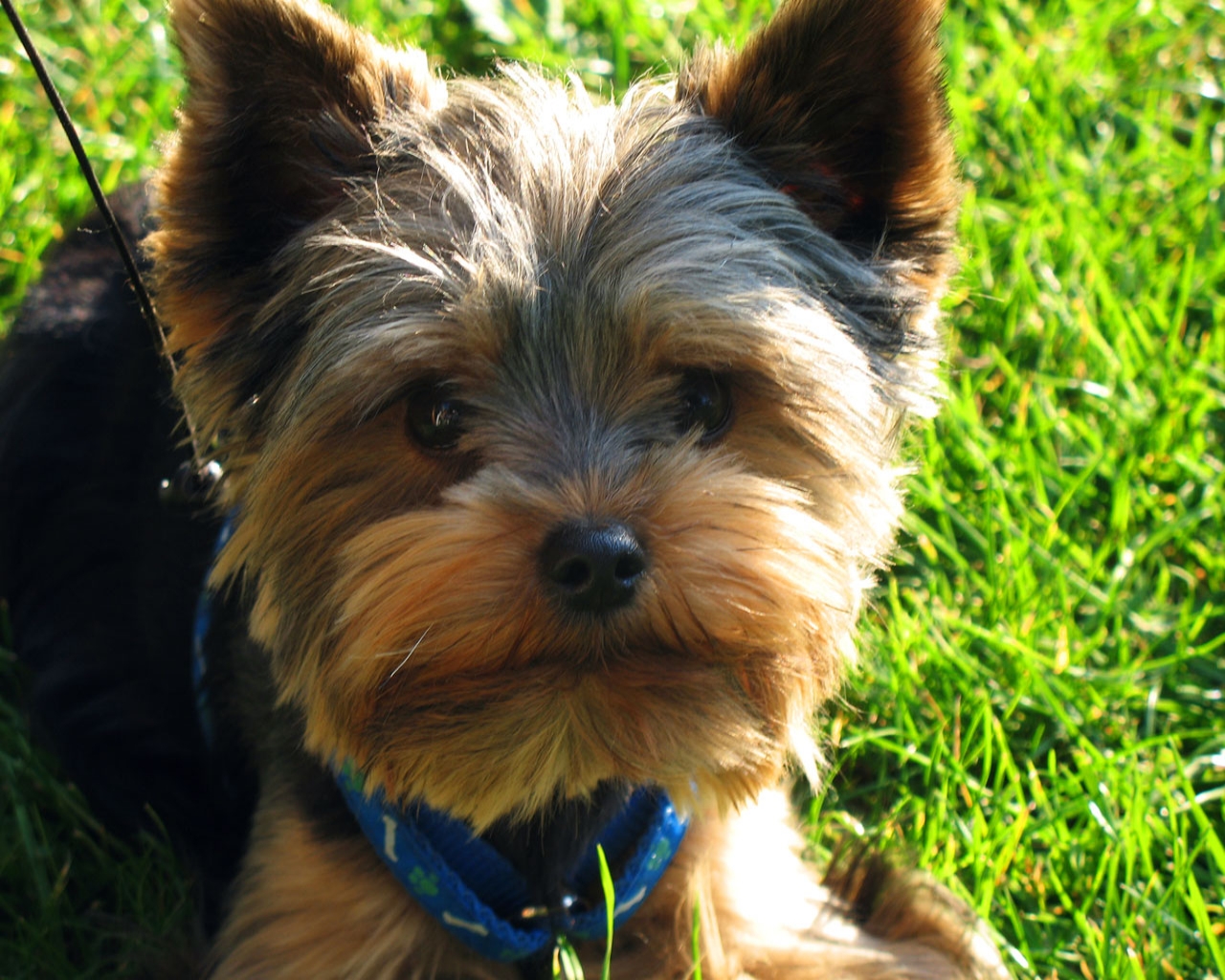 Yorkshire Terrier Dog Photo And Wallpaper Beautiful Lovely