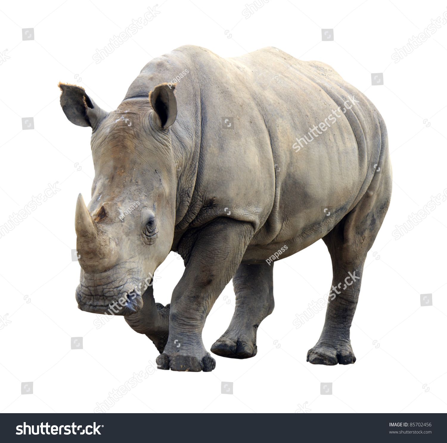 Huge Rhino Isolated On White Background Ad Affiliate