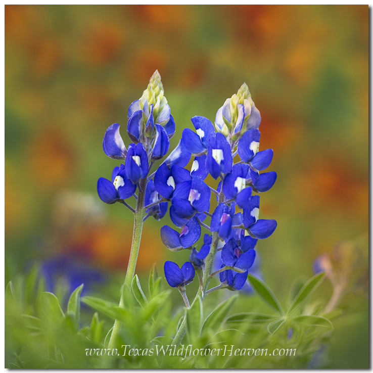 Texas Wildflowers Bluebons And A Wildflower From April