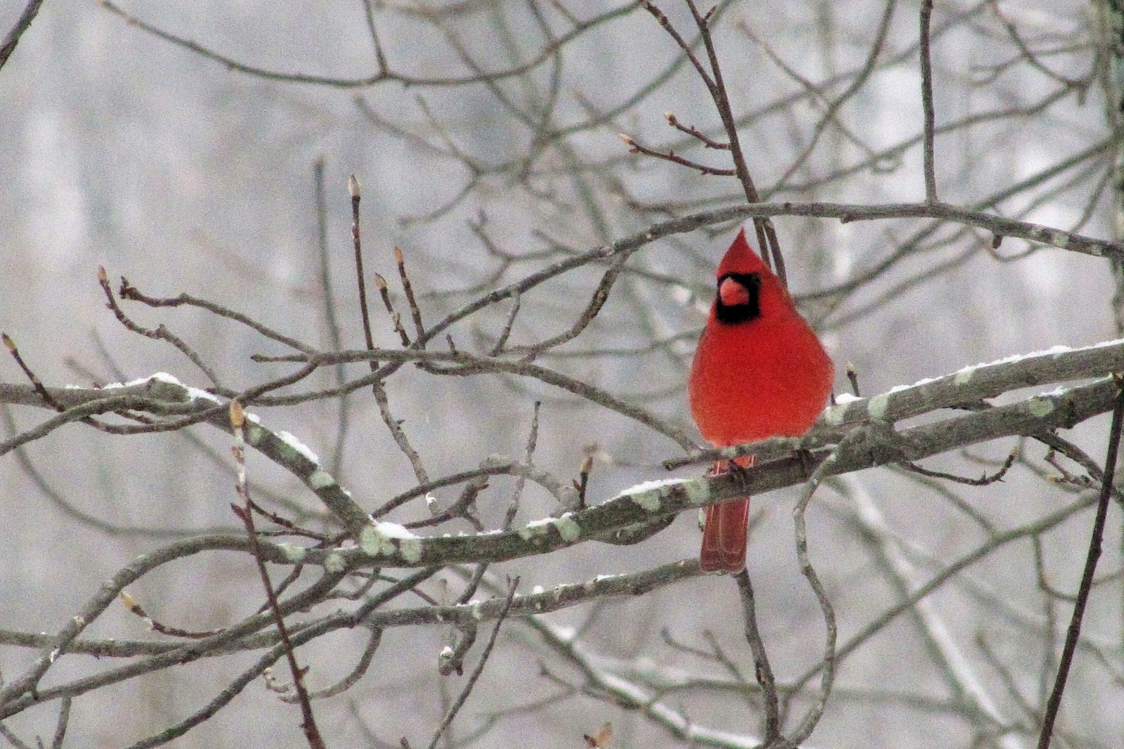 Winter Cardinal The birds and stitch 1600x1066