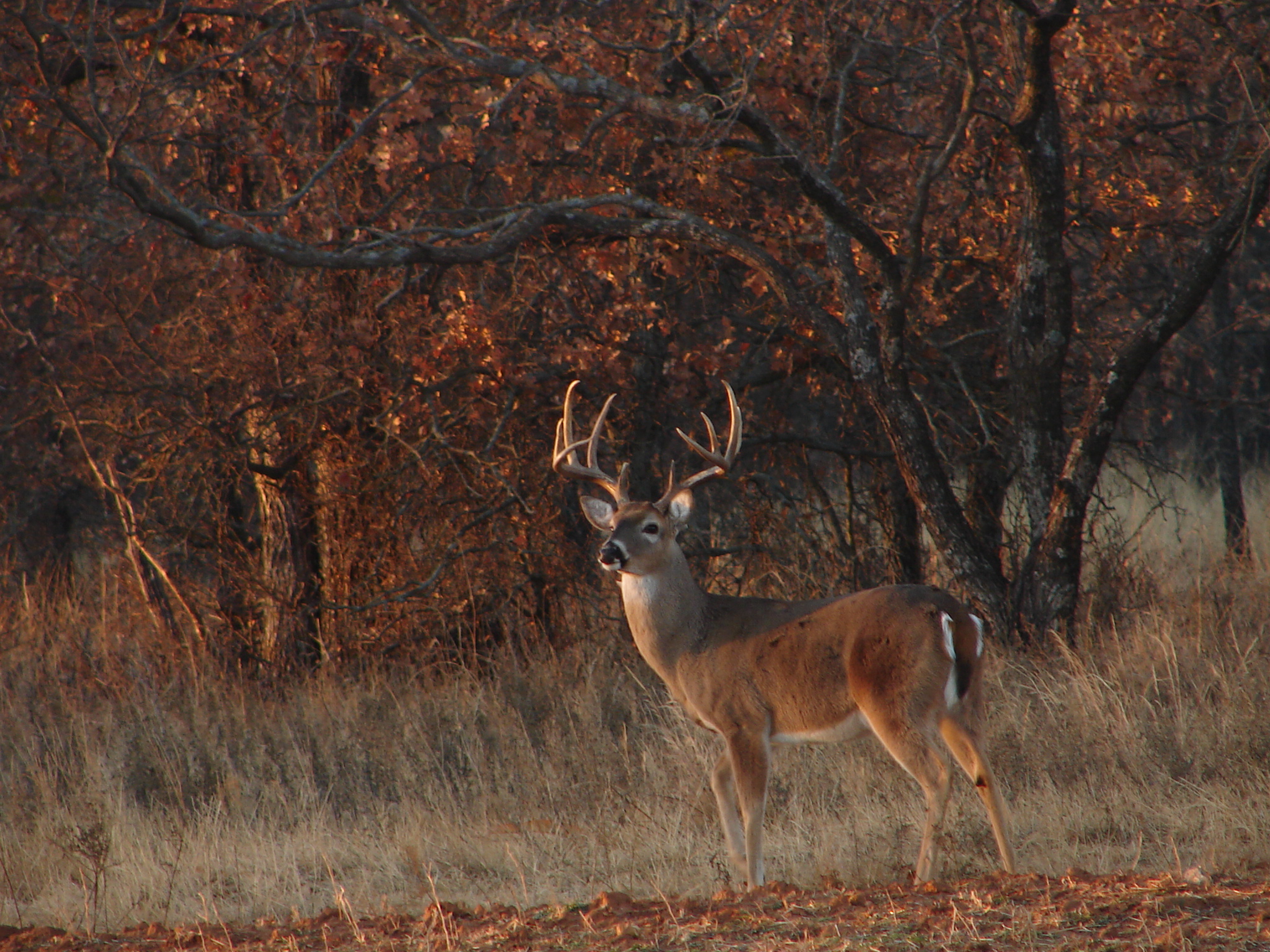 Whitetail Deer Hunting Desktop Wallpaper