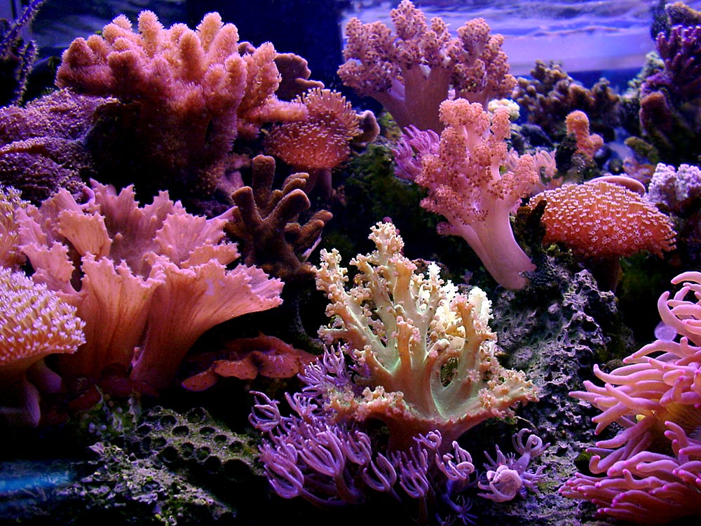 Reef Aquarium Wallpaper Jo S Third Close Up