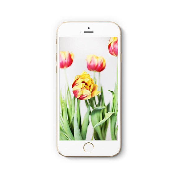Tulip iPhone Wallpaper by ShopTheBlissfulBee on Etsy