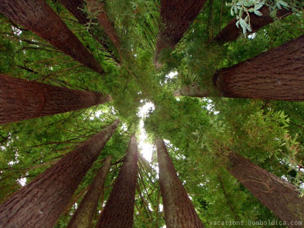 Redwood Forest Trees Id