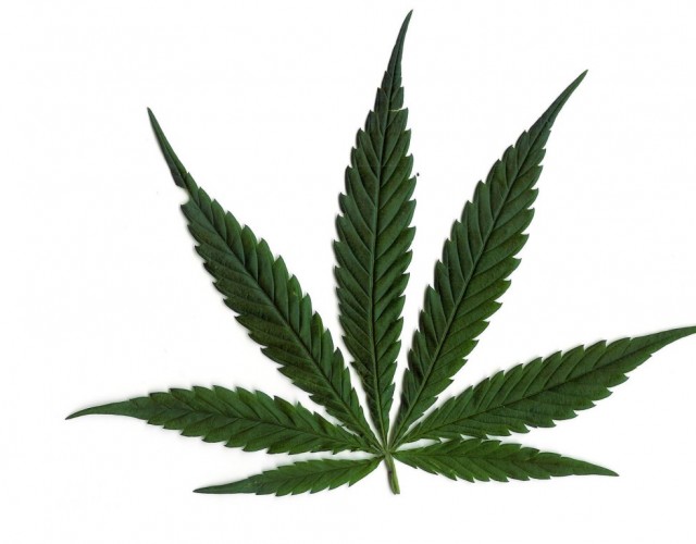 1024x768 Marijuana Leaf White Background   HD Weed Wallpapers