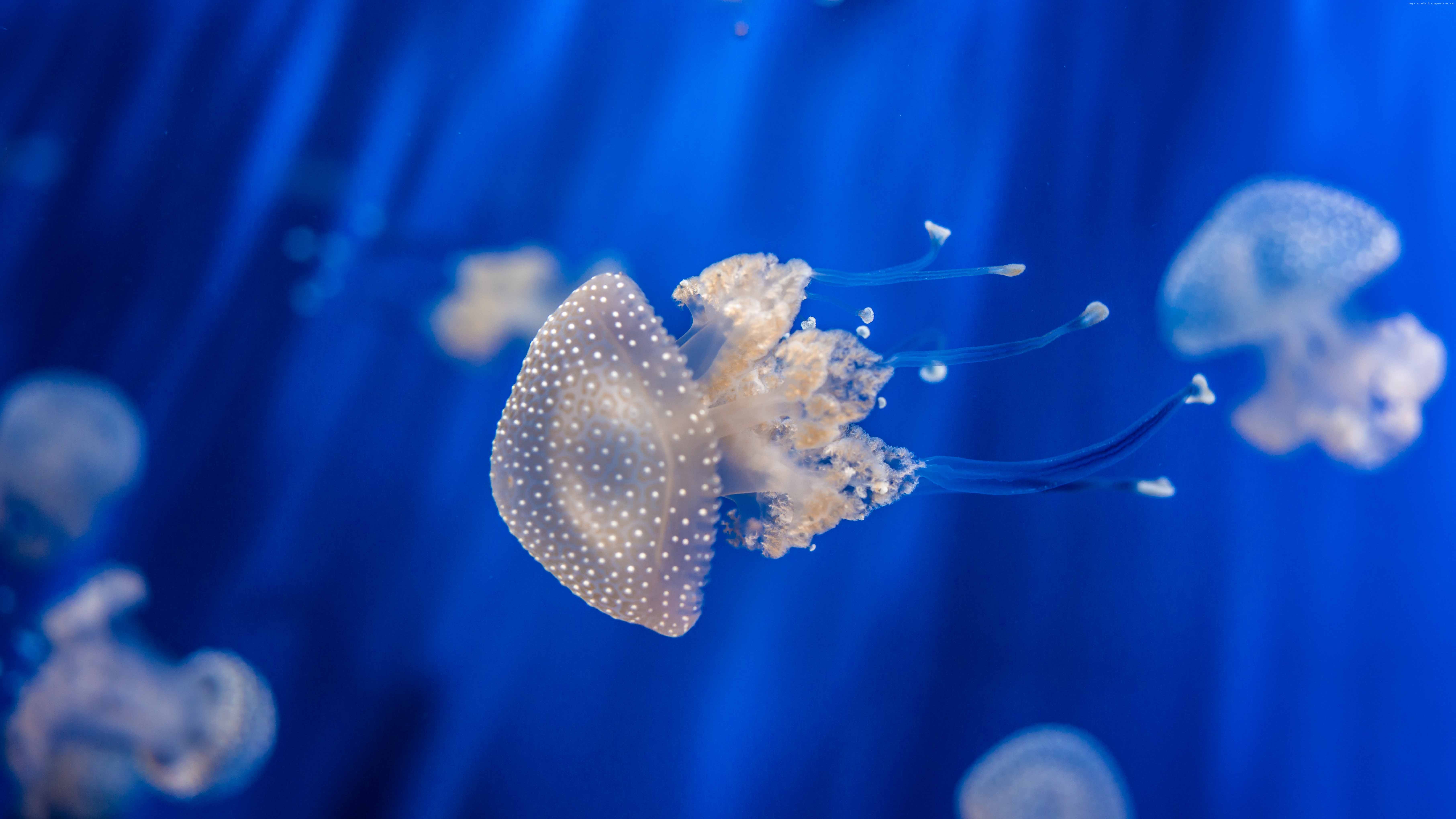 Water Genoa Aquarium Sea Tle 4k 8k Jellyfish